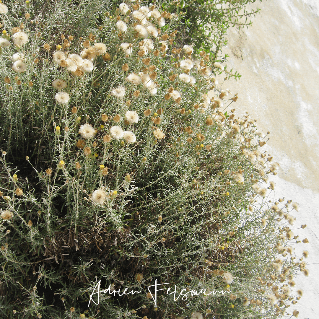 Mauvaise herbe sur un mur