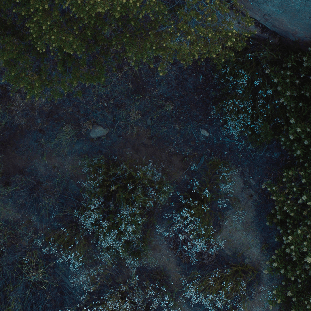 Ecosystème de terrain sec vu du ciel par un drone