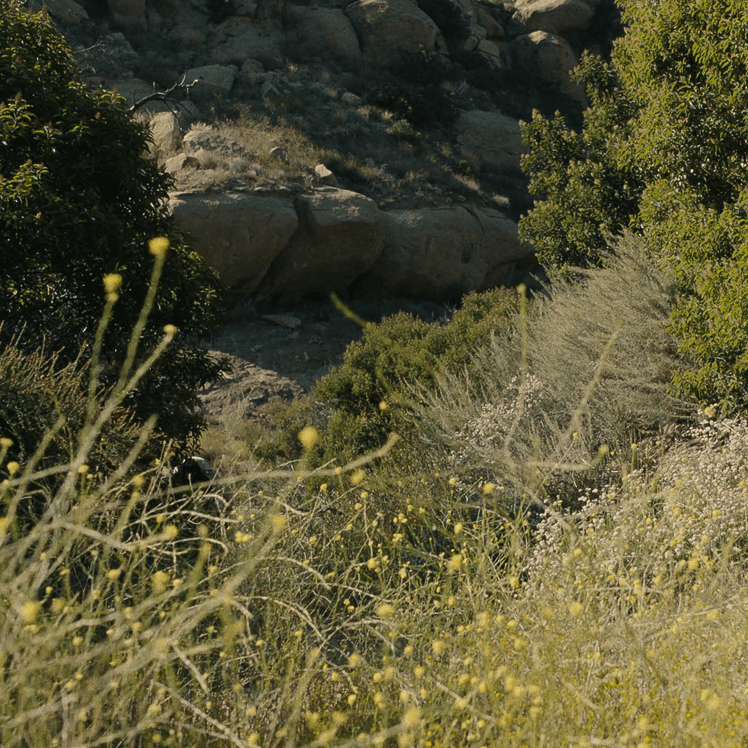 Plantes de terrain sec et rocailleux en Californie
