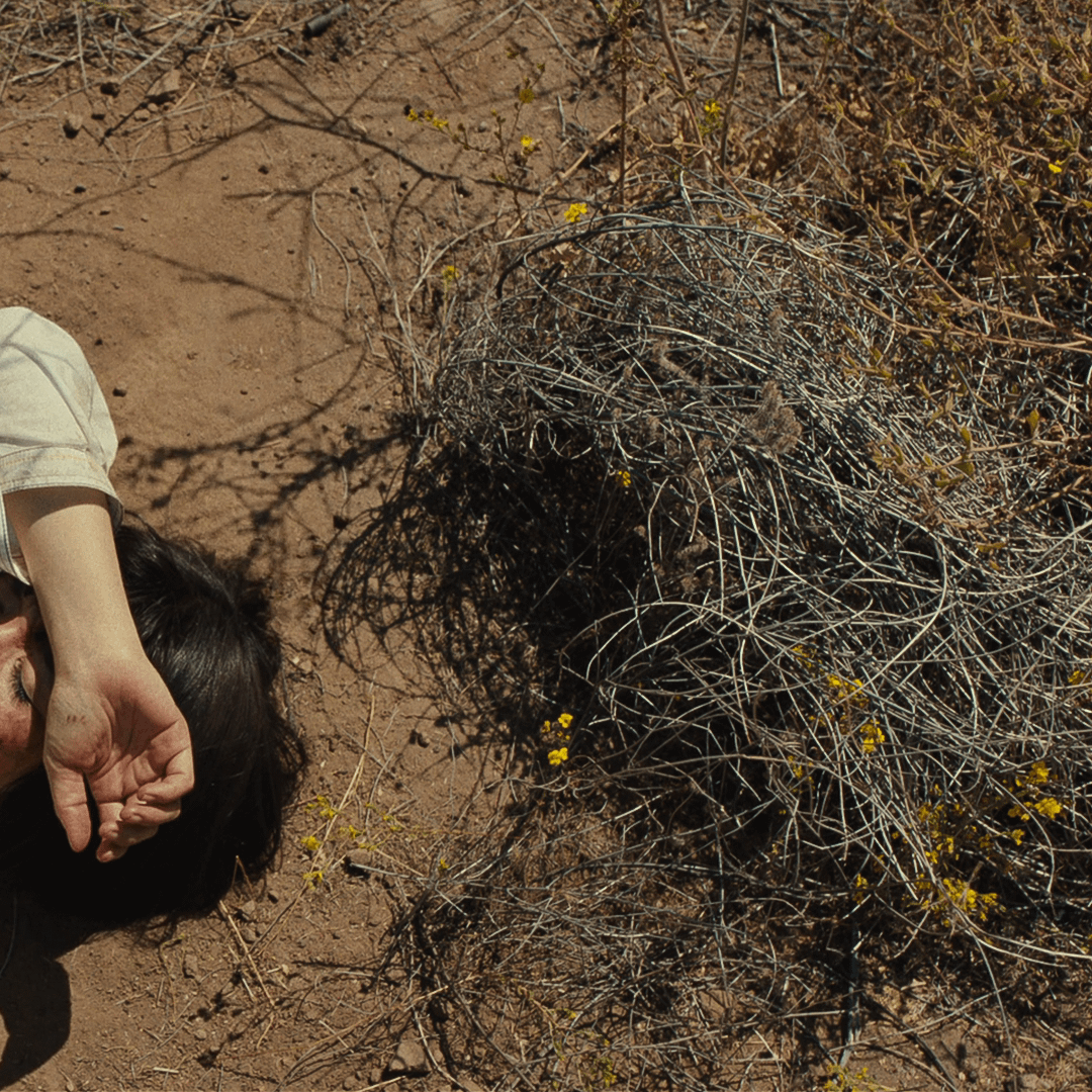 Tête-à-tête avec une plante de terrain sec