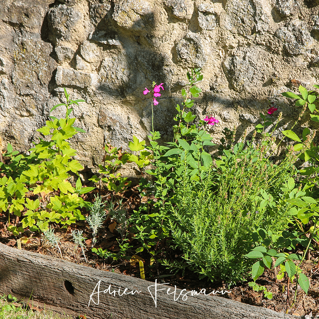 Boutures de sauge, cassis et hysope
