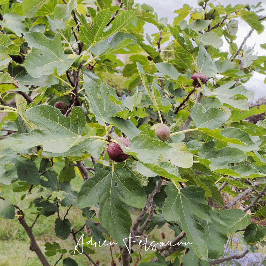Figuier au verger en permaculture