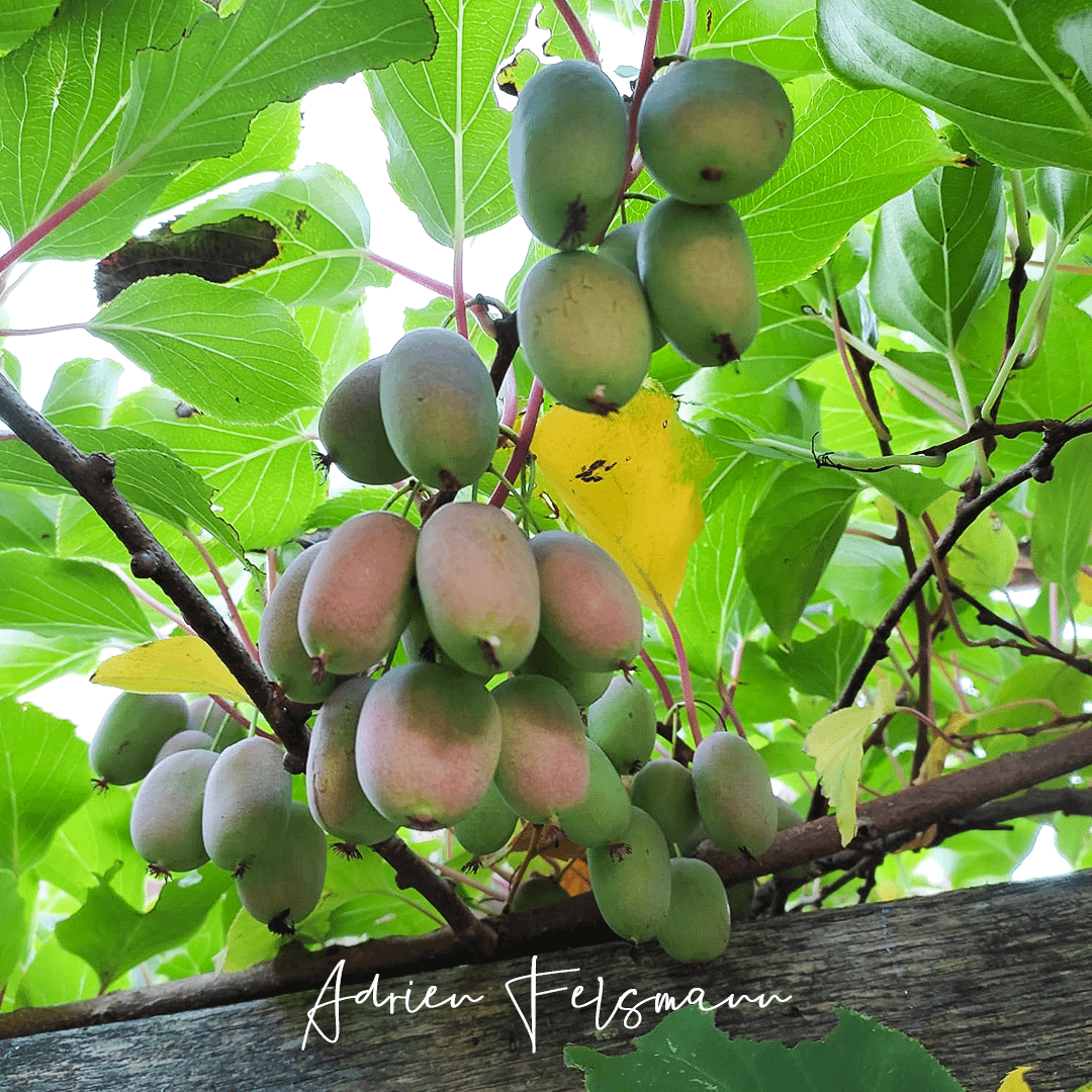 Liane de kiwaï palissée sur une pergola