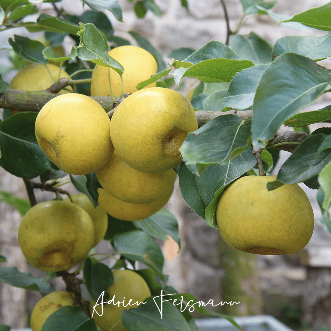 Nashi au verger naturel