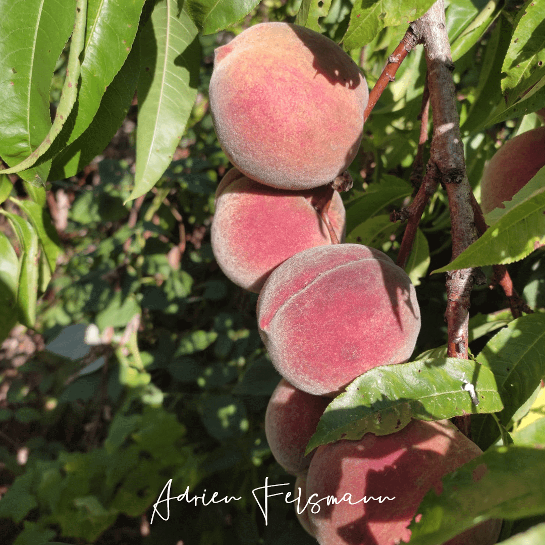 Pêche de vigne Sanguine Vineuse