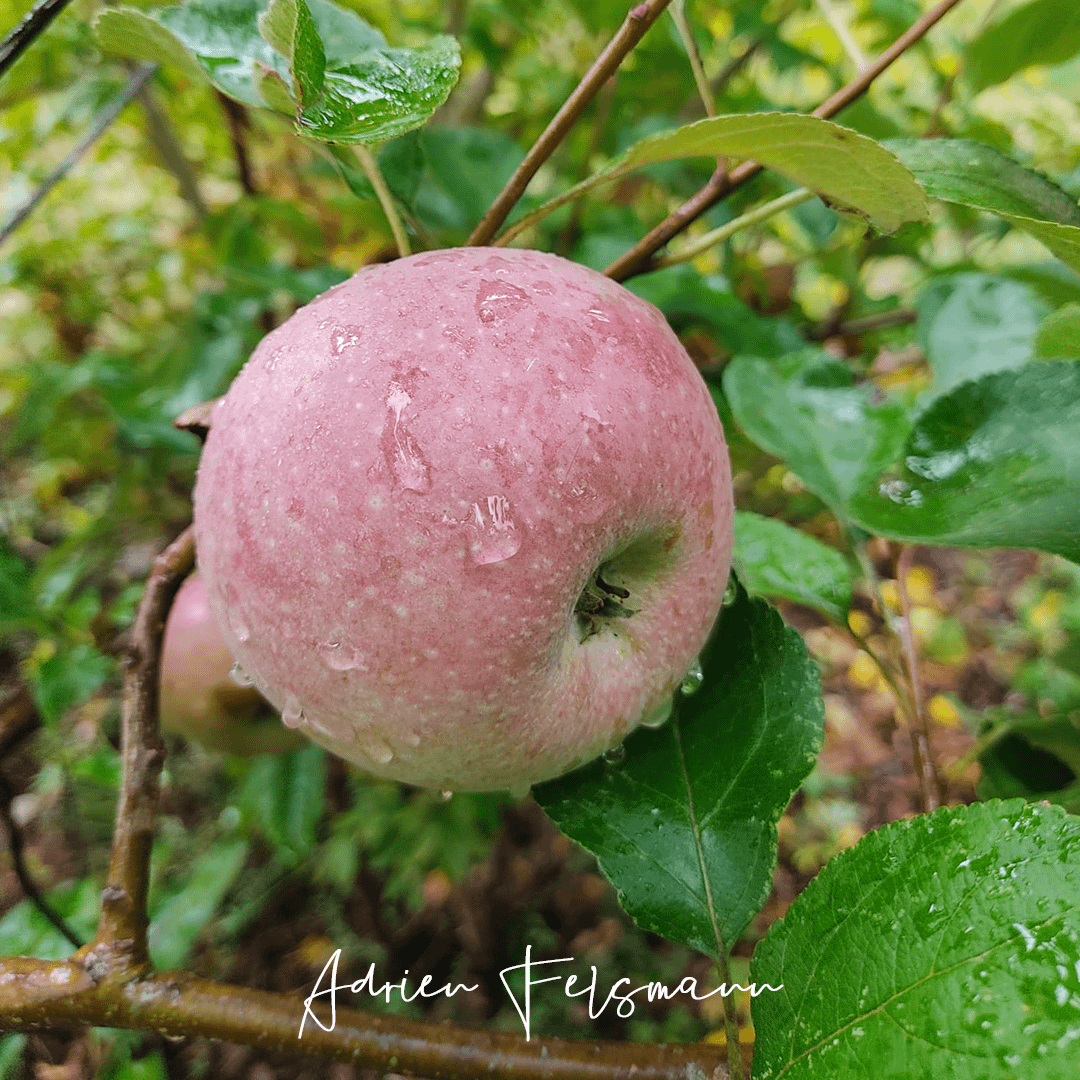 Pommier Muscade variété locale