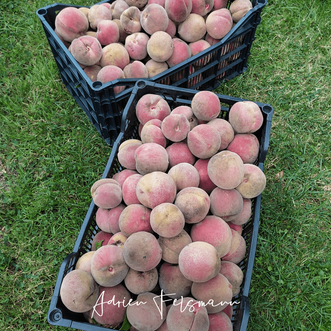 Récolte de 40 kilos de pêches de vignes au jardin permaculturel