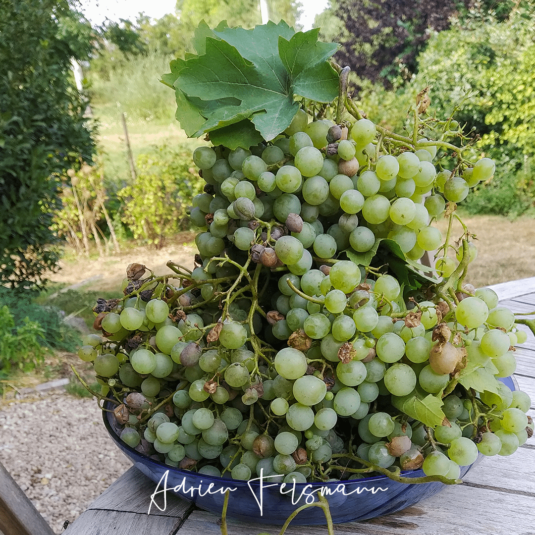 Récolte abondante de raison au jardin familial