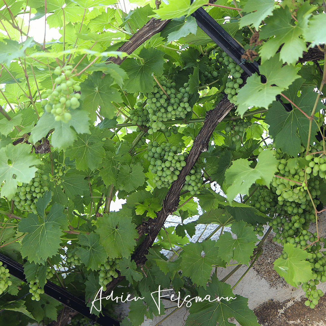 Vigne sans maladie et sans traitement