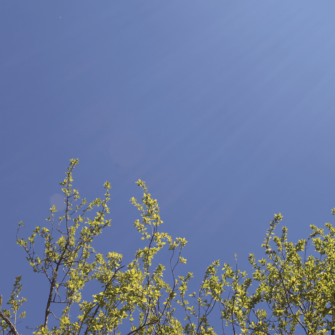 Feuillage d'un arbre vu de dessous