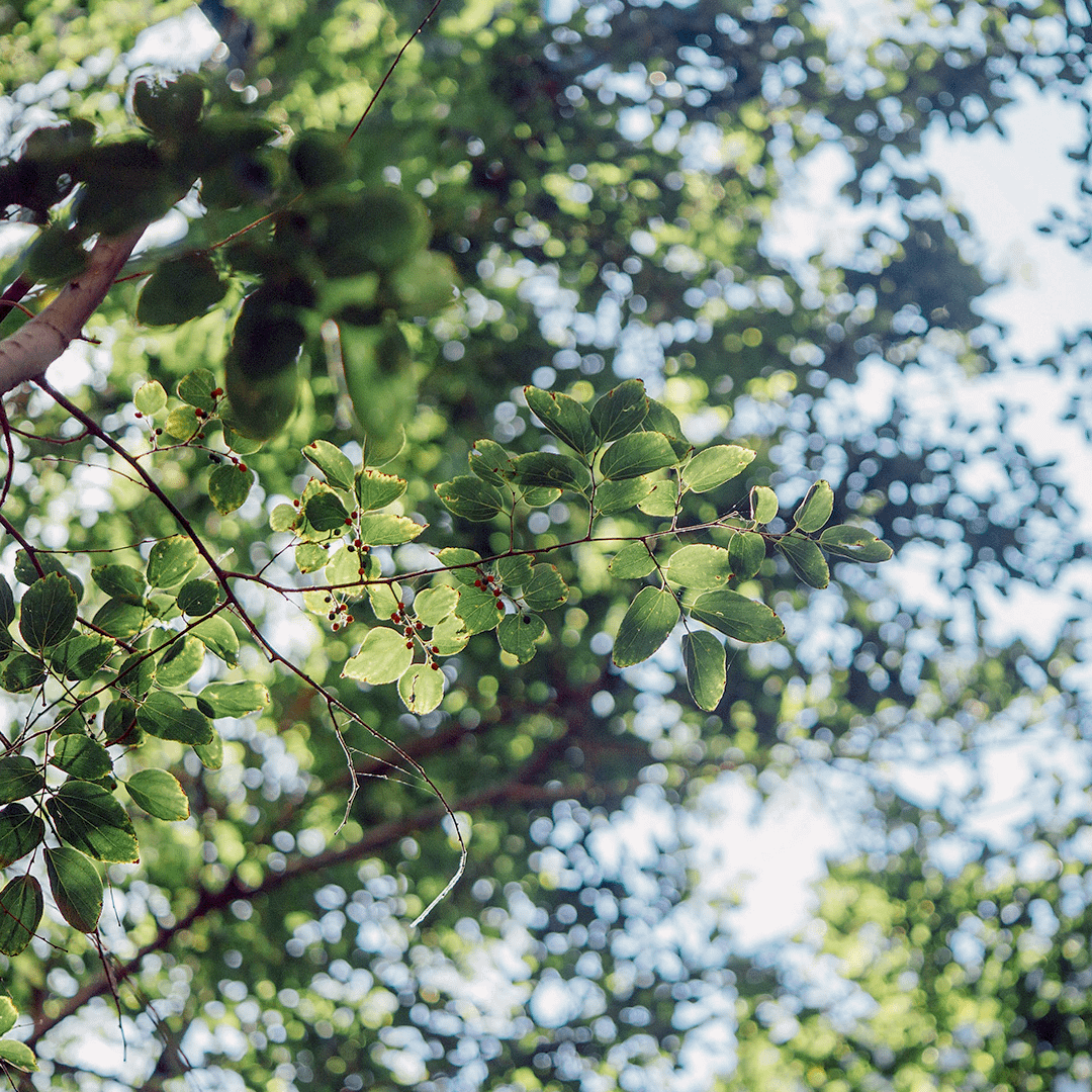 Des arbres pour rafraîchir le jardin
