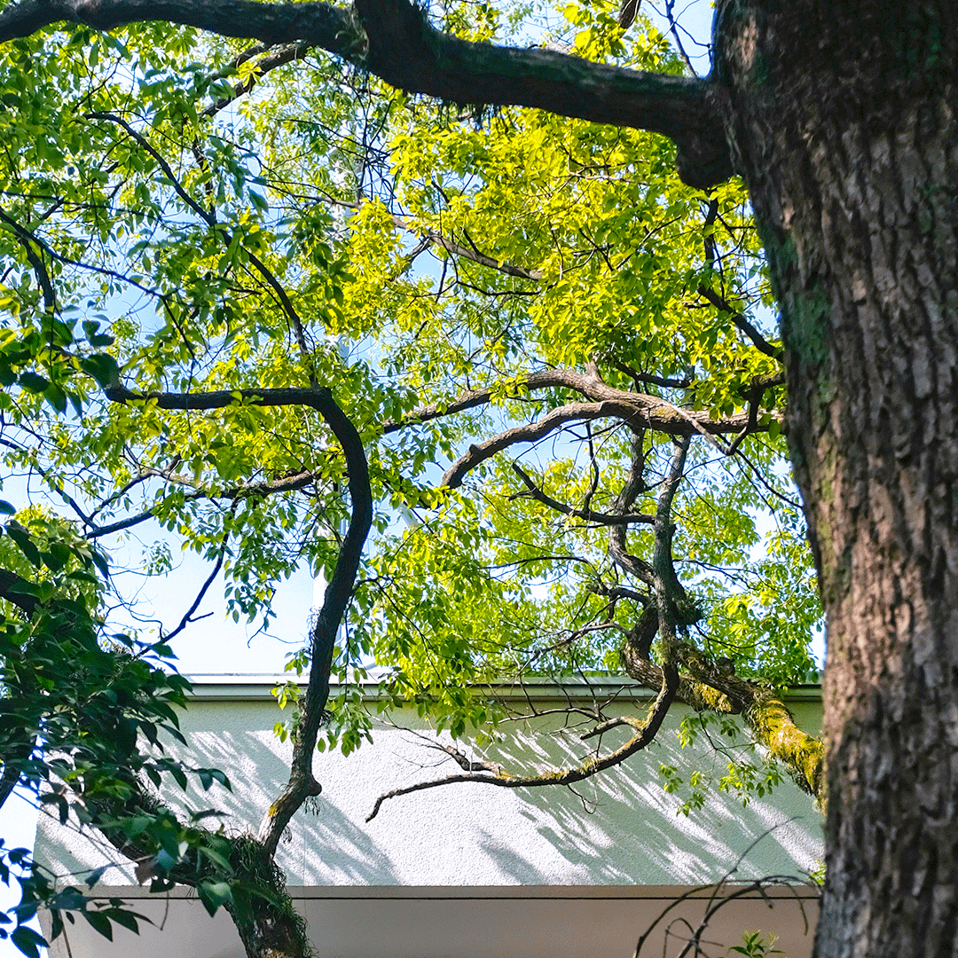 Ombre d'un arbre sur un immeuble en ville