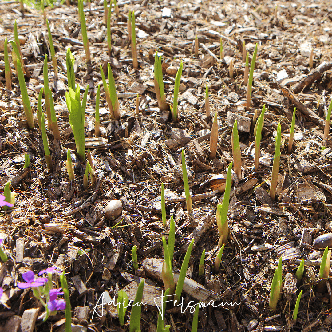 Sol vivant paillé avec du broyat de bois