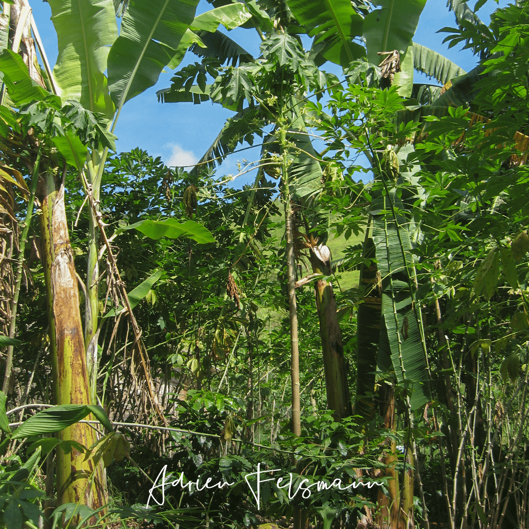 Système d'agriculture syntropique ou agroforesterie successionnelle