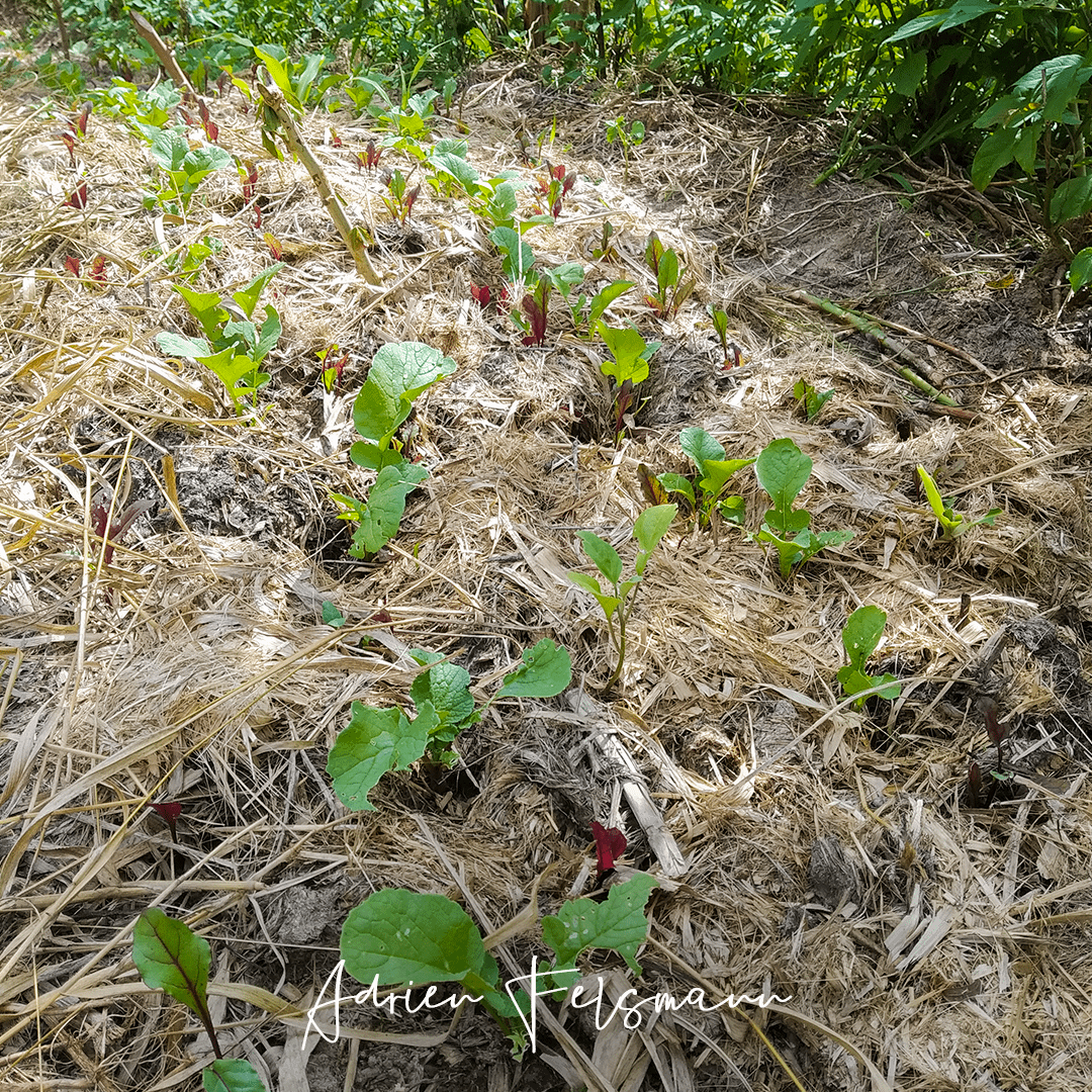 Association de légumes de cycles différents