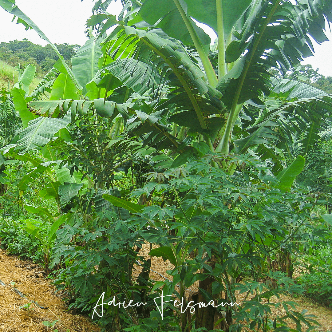 Maraîchage dans un système d'agroforesterie syntropique
