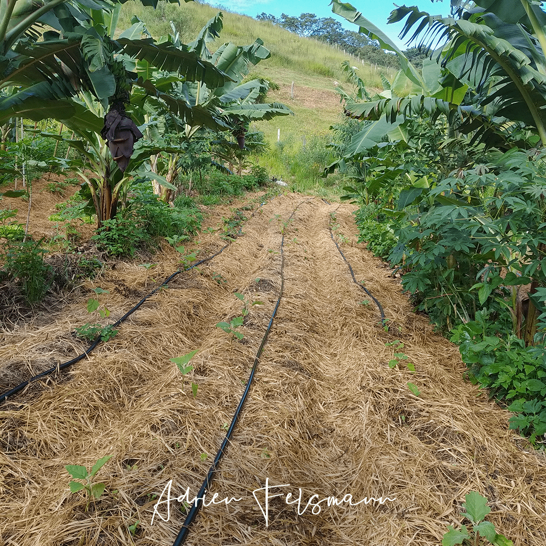 Planche de culture maraîchère en agroforesterie successionnelle