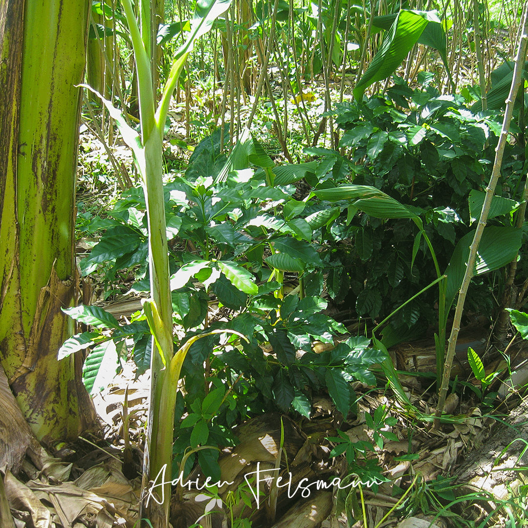 Strate basse dans une agro-forêt nourricière