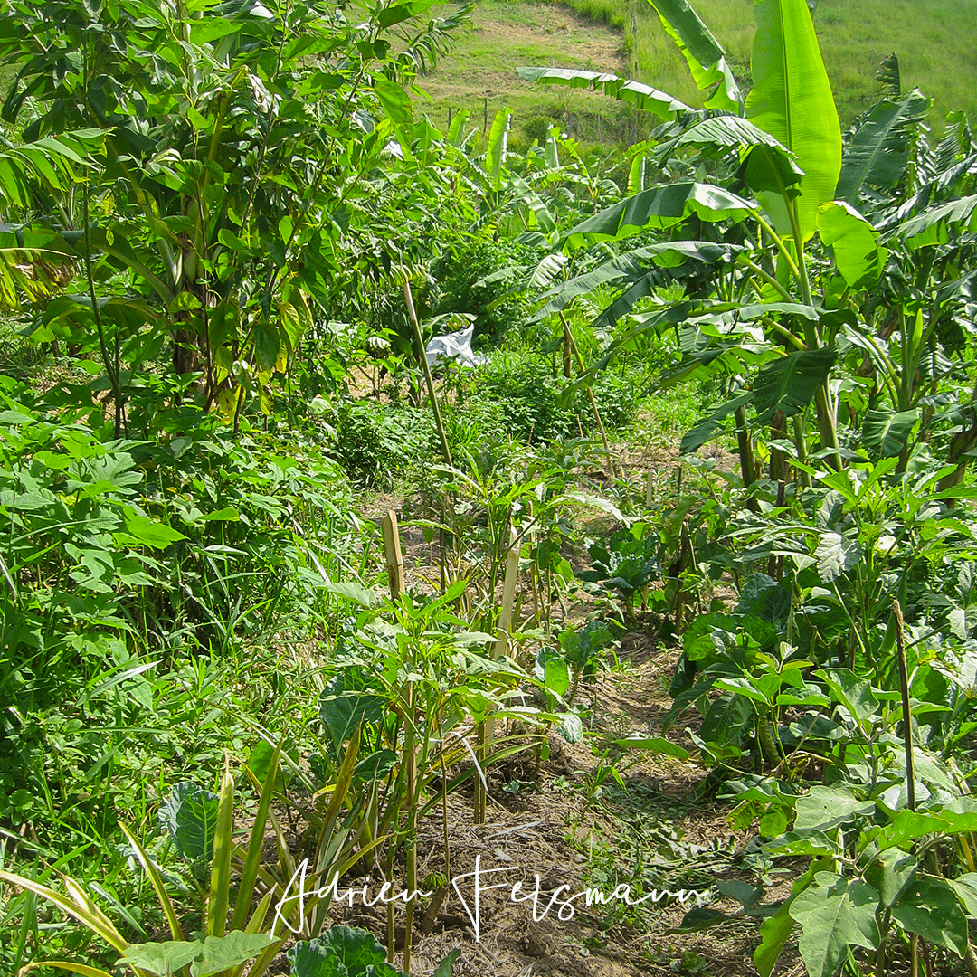 Succession de plantes en agroforesterie successionnelle