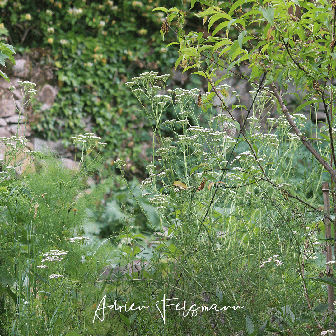 Associations végétales au jardin écologique