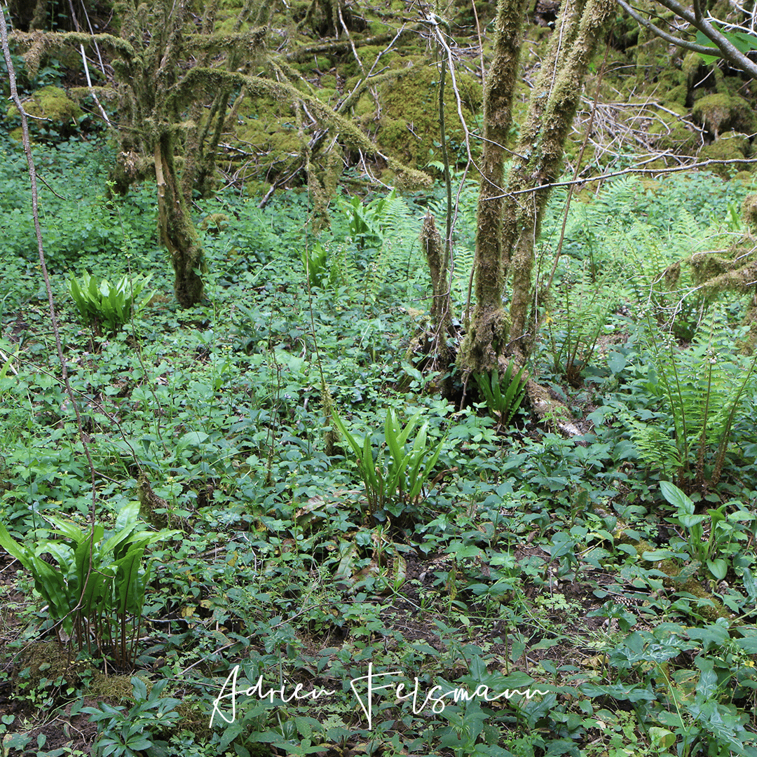 Écosystème de plantes indigènes en forêt