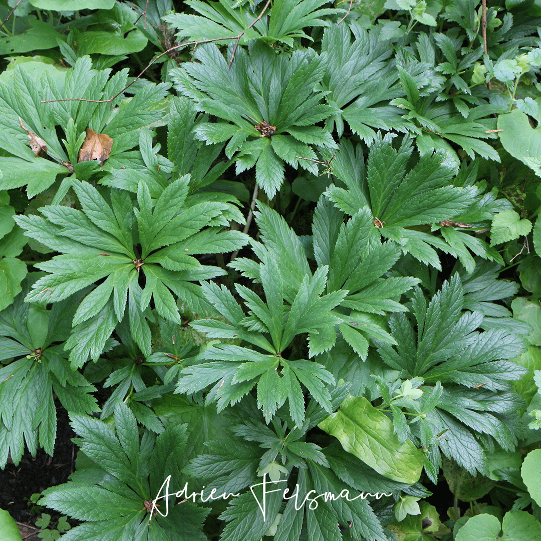 Hellébore sauvage en sous-bois