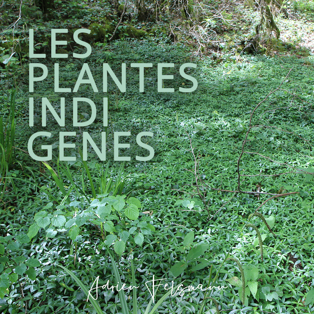 Les plantes indigènes au jardin naturel