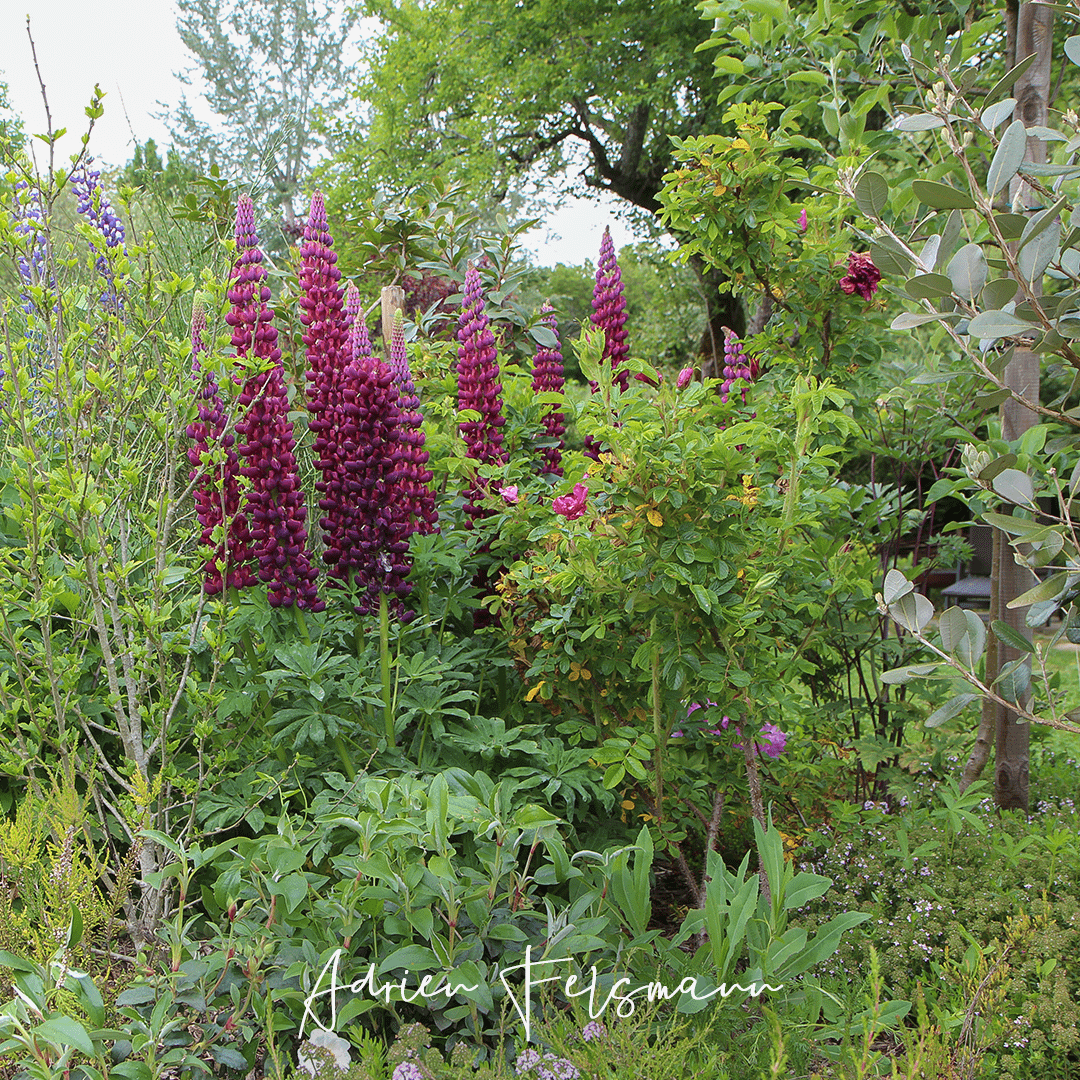 Massif agroforestier avec plantes fixatrices d'azote au jardin naturel