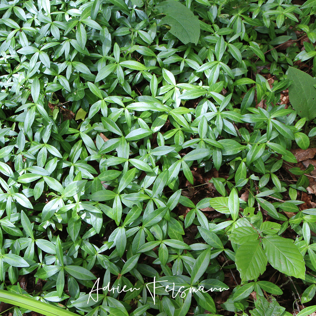 Pervenche dans un écosystème naturel de sous-bois