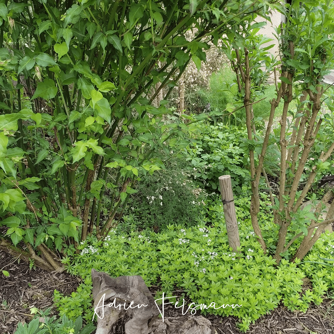 Strate couvre-sol pour la permaculture