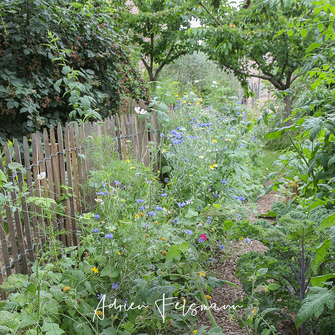 Strates végétales du jardin-forêt agroforestier
