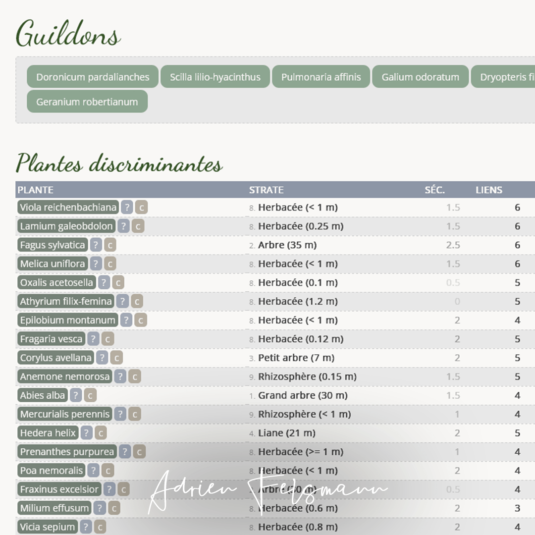 Communauté de plantes sauvages de sous-bois