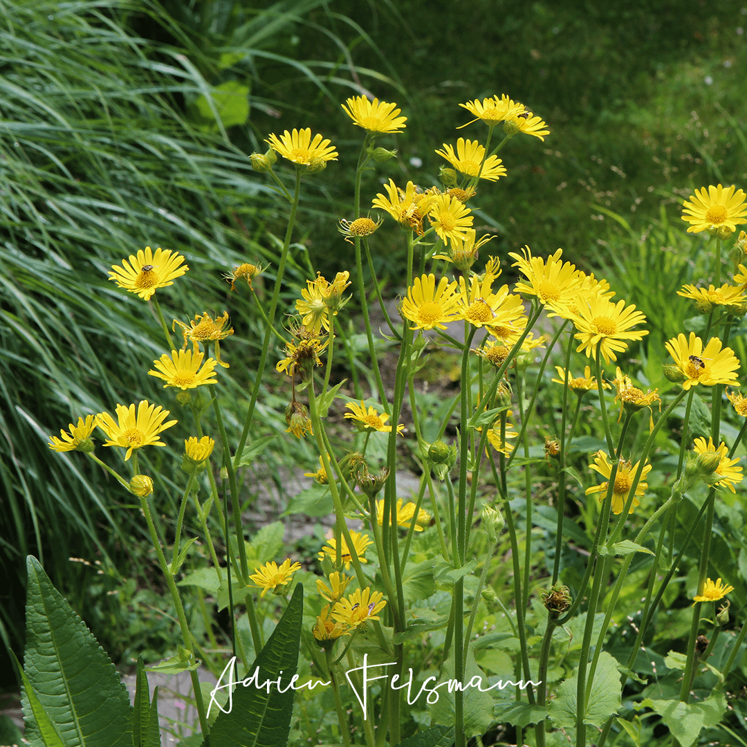 Insectes posés sur un Doronicum Pardalianches