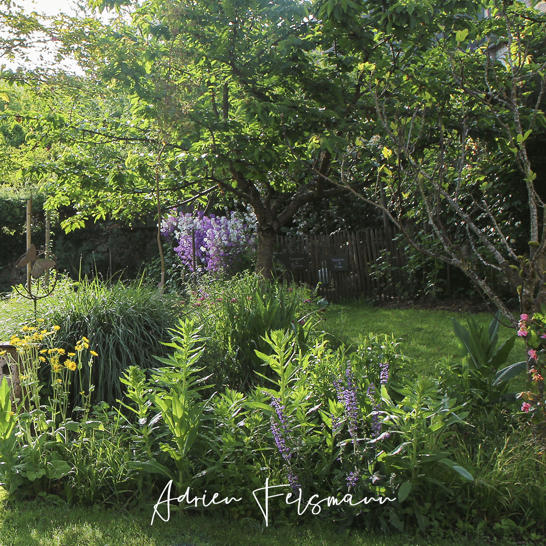 Massif de plantes sauvages dans un jardin écologique