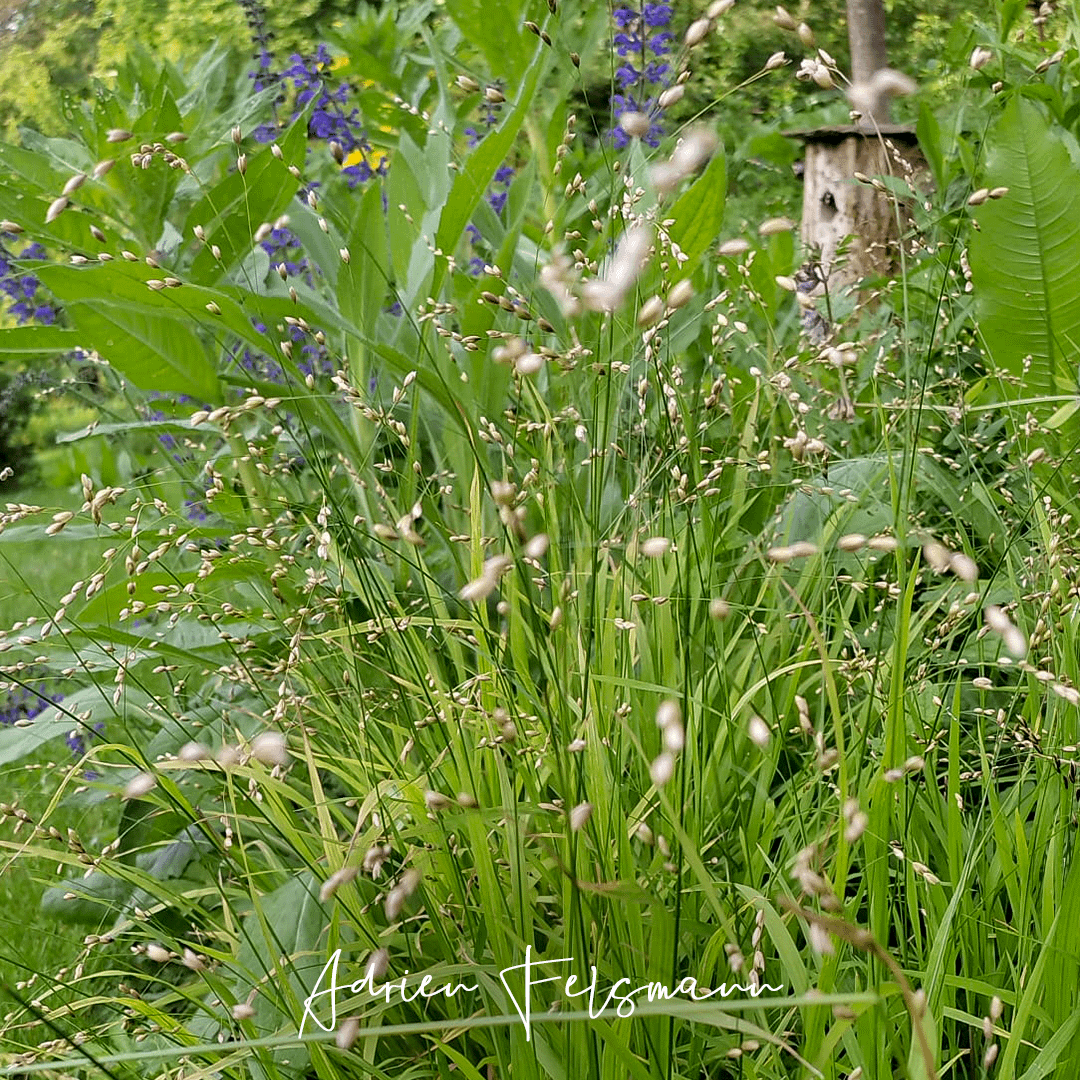 La mélique comme couvre-sol naturel au jardin