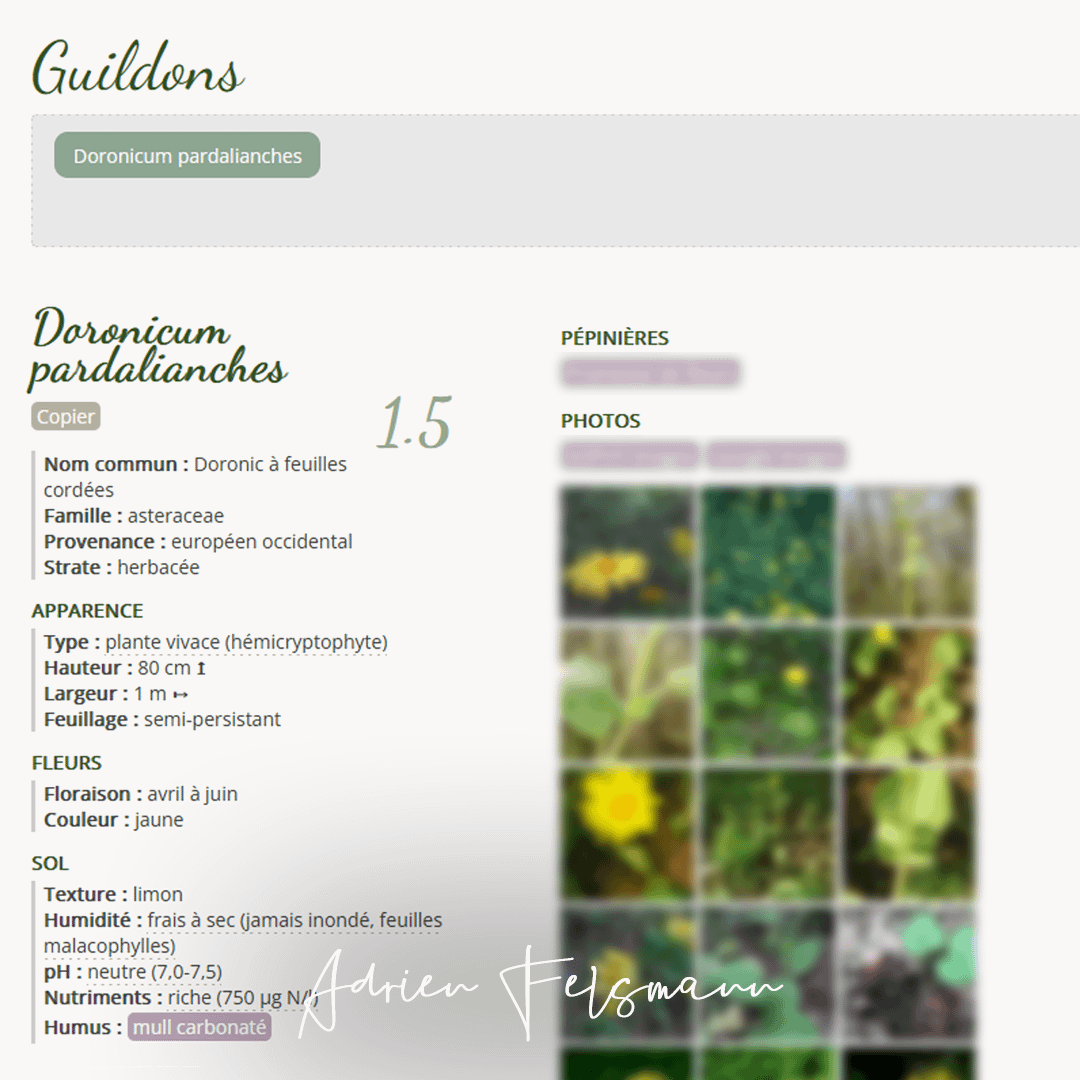 Fiche plante sauvage : Doronicum pardalianches