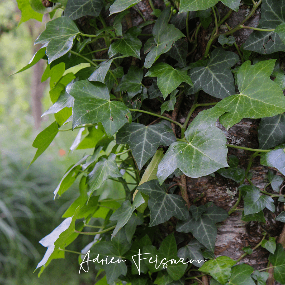 Le lierre abrite de nombreux insectes auxiliaires
