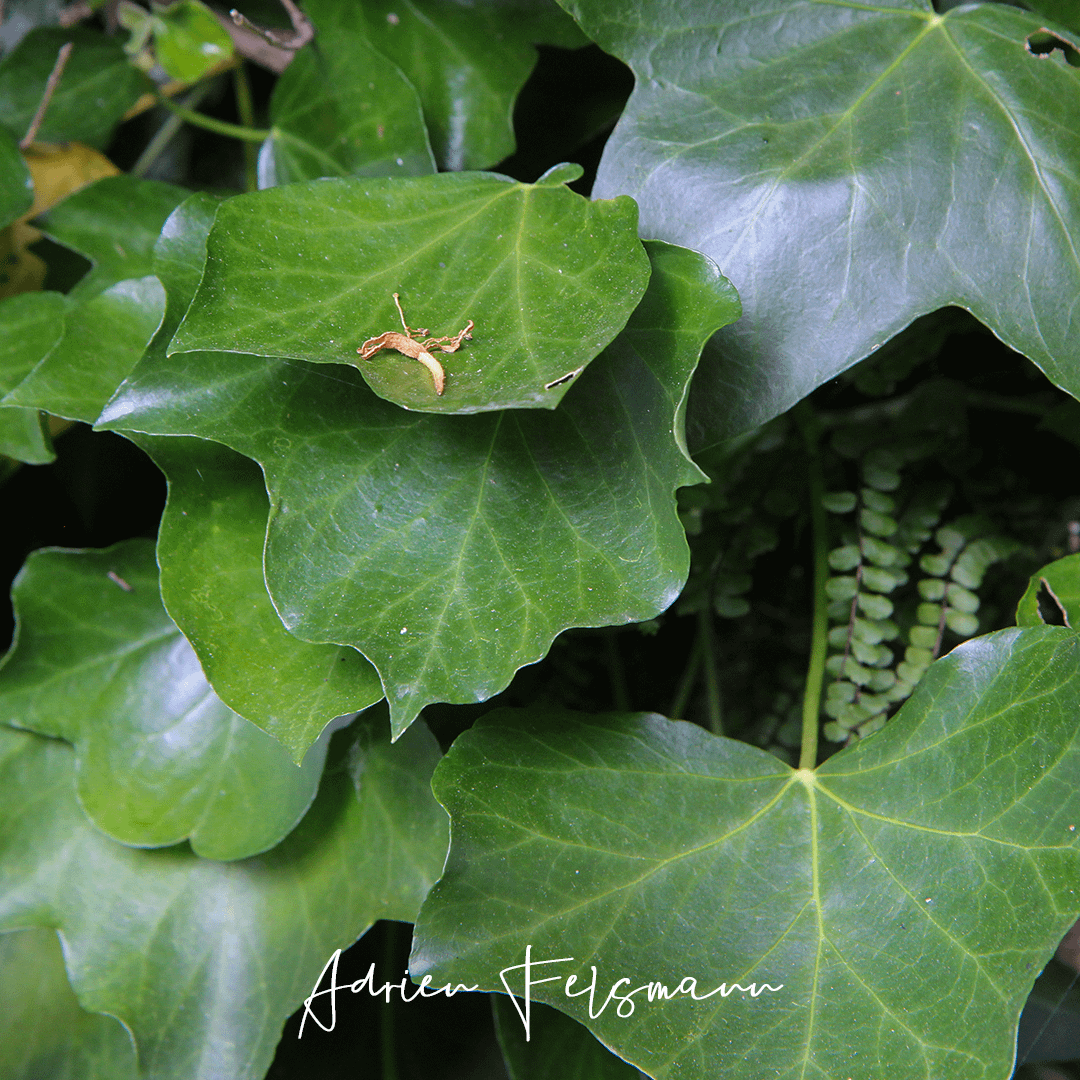 Le lierre capte et condense l'eau atmosphérique