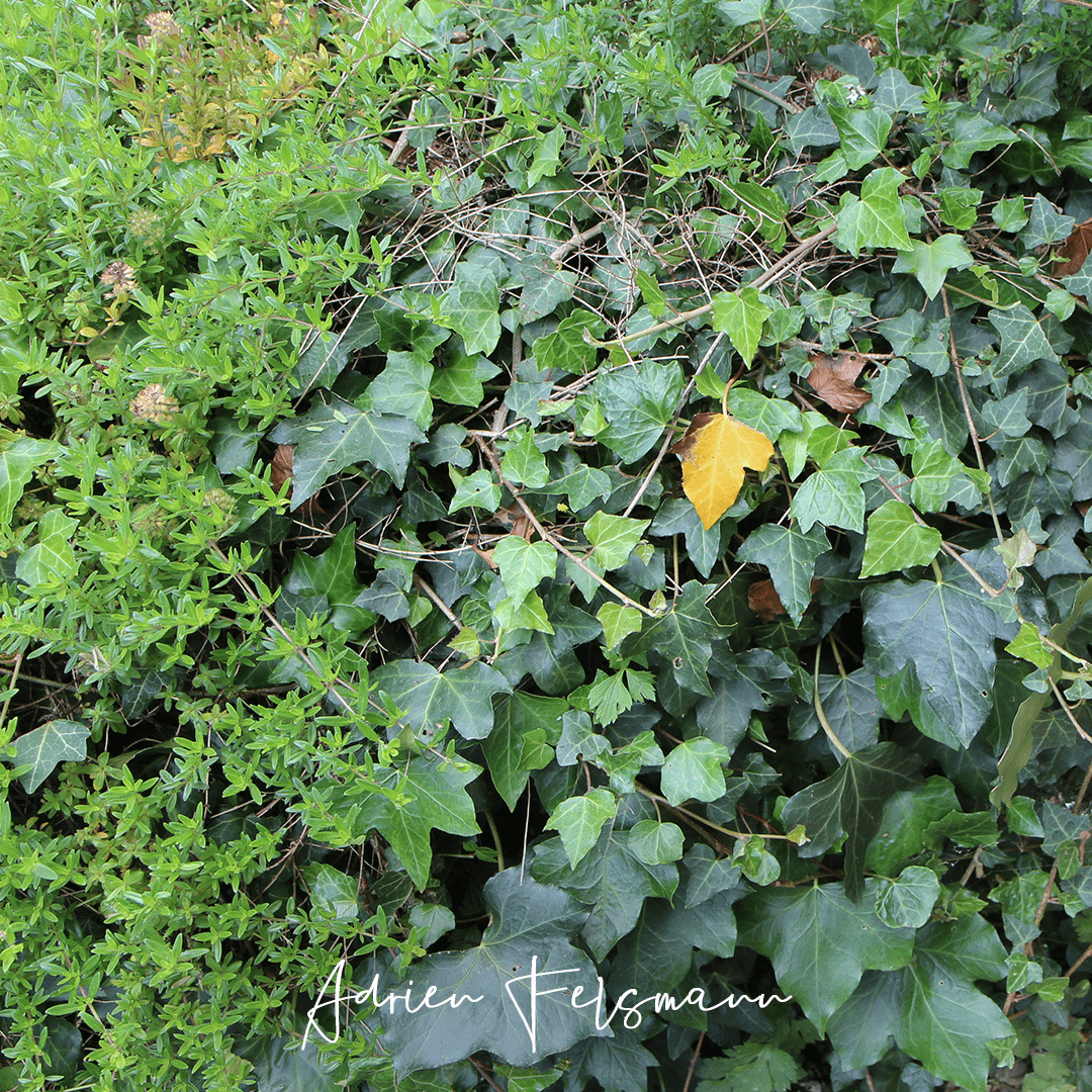 Hedera helix en couvre-sol au jardin naturel