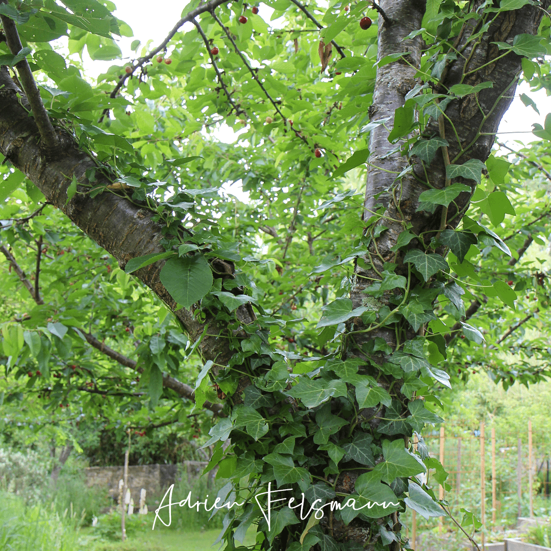 Un lierre grimpe dans un arbre fruitier au verger