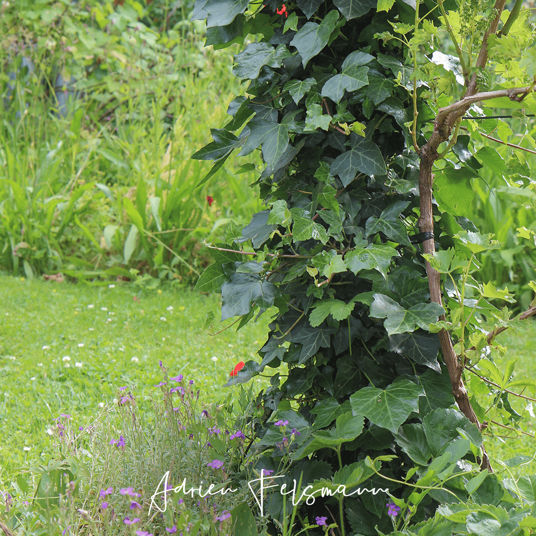 Un lierre recouvre un poteau dans le jardin