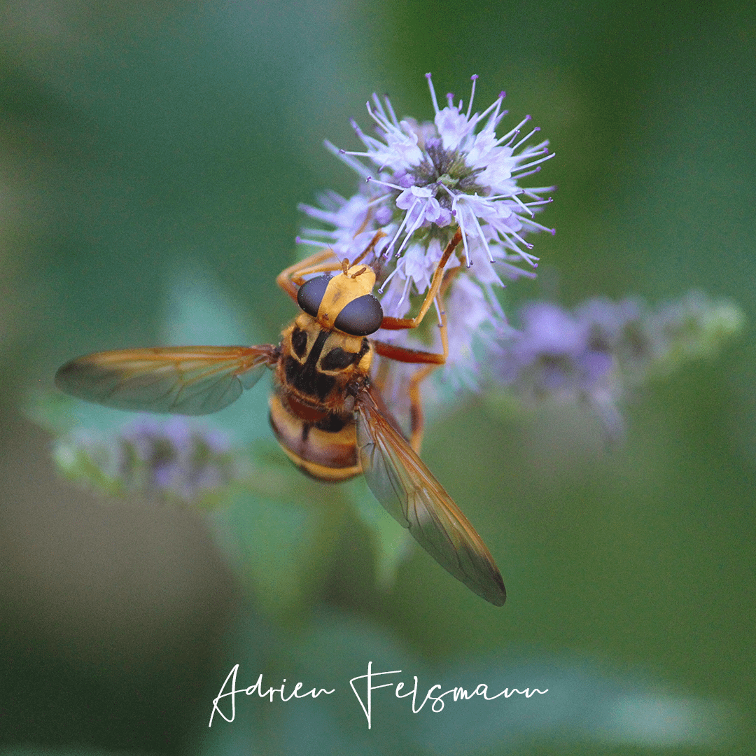 Milesia crabroniformis sur une fleur d'agastache