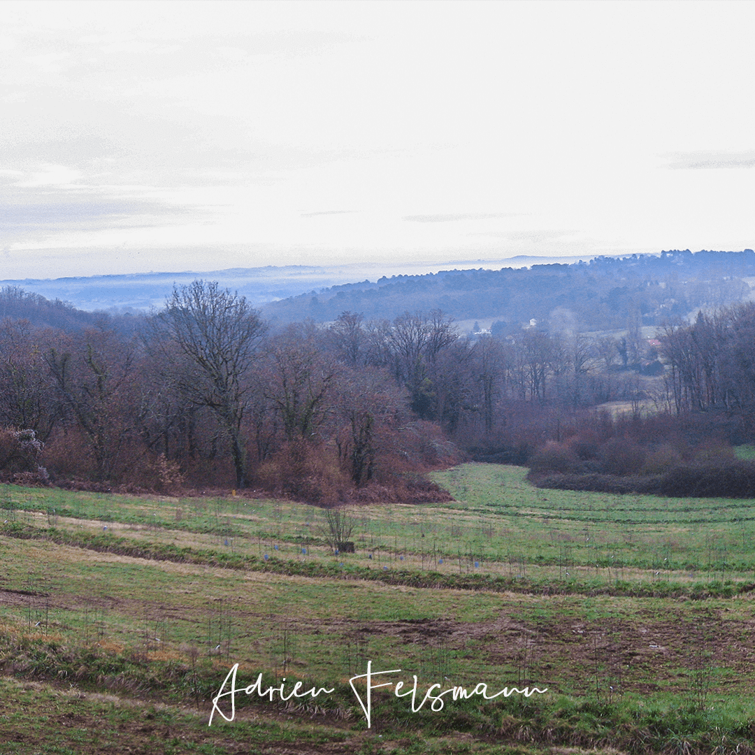 Plantation de scions de fruitiers dans un verger professionnel