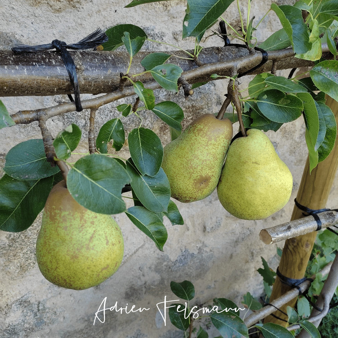 Taille de fructifications d'un poirier palissé contre un mur