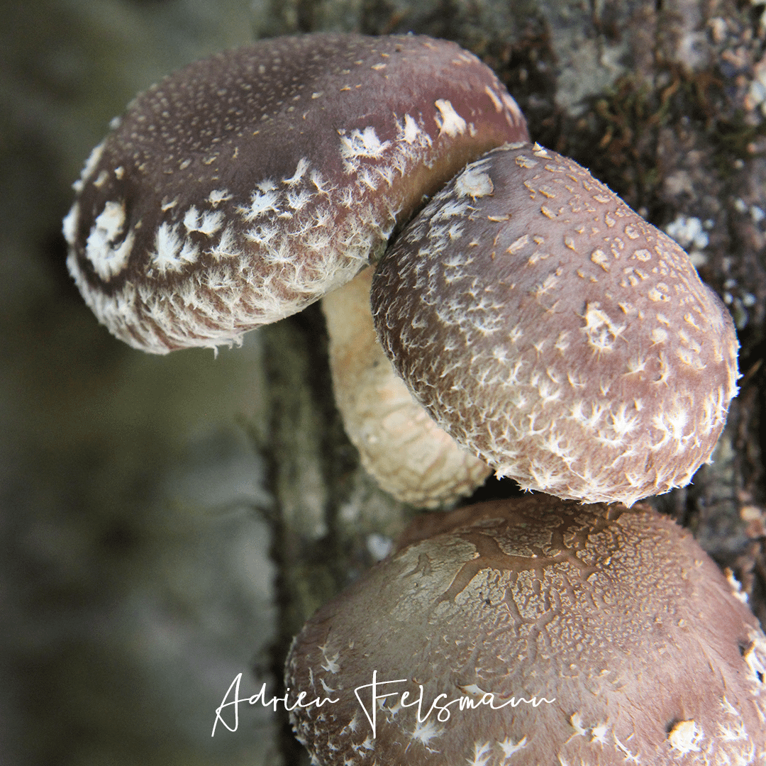 Faire des économies en cultivant soi-même ses champignons shiitakés