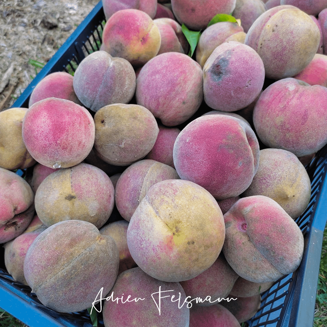 Récoltes de pêches au jardin nourricier
