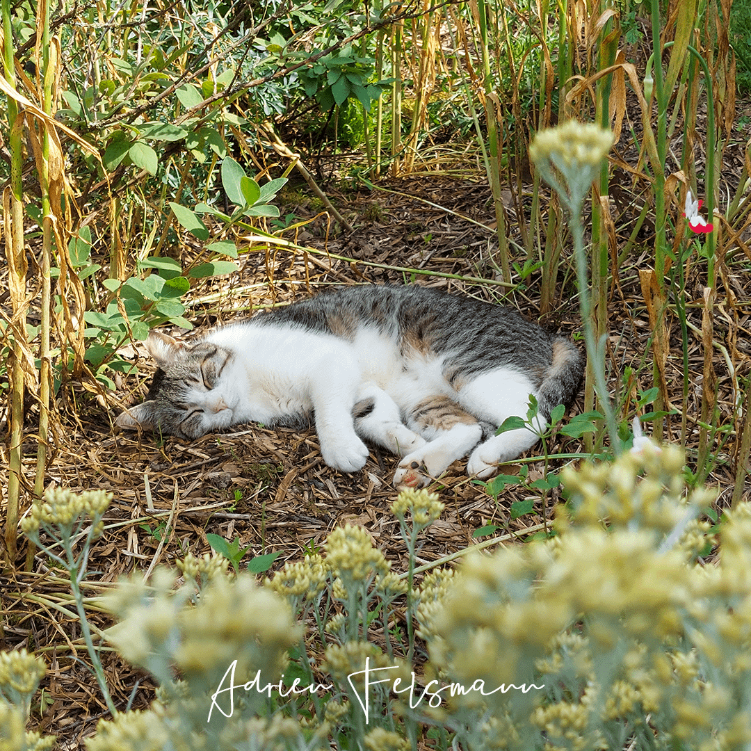 Le chat fait la sieste au jardin