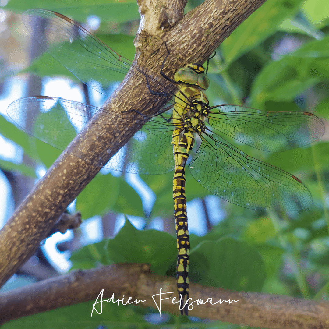 Libellule au jardin naturel