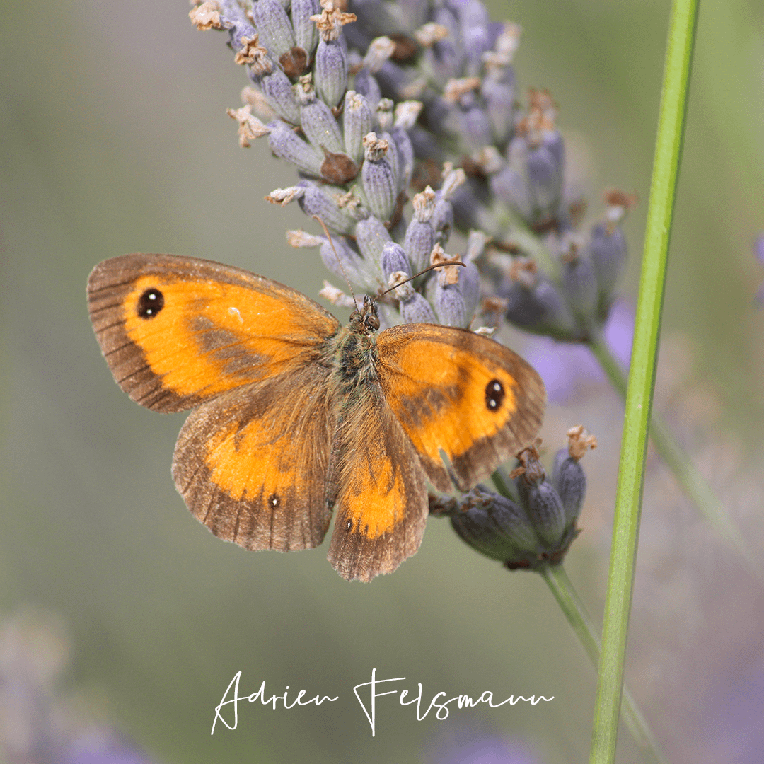 Papillons Amaryllis au jardin