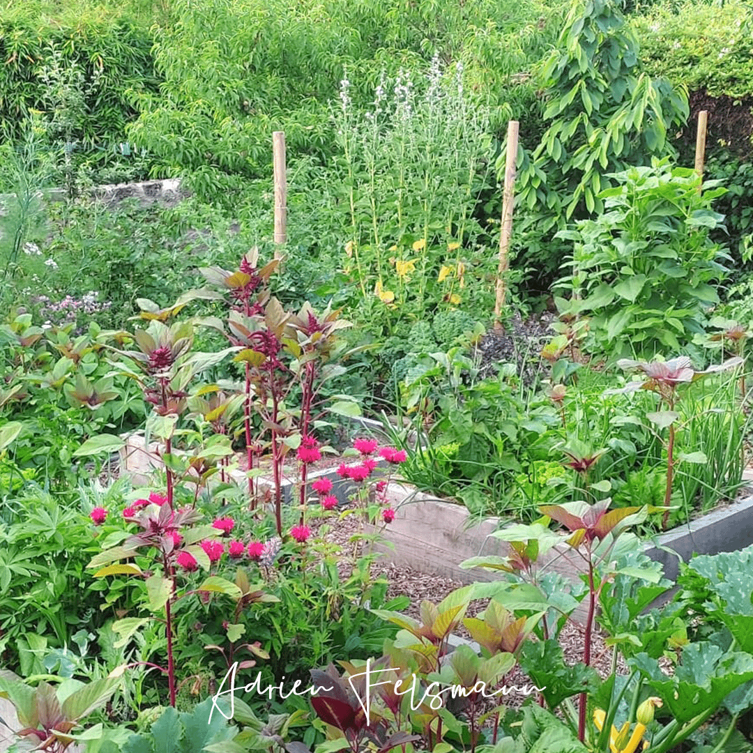 Potager fleuri cultivé selon les principes de la permaculture